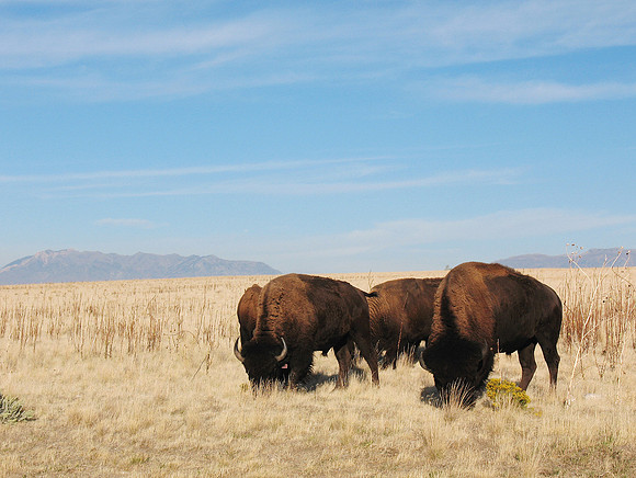 Antelope Island UT